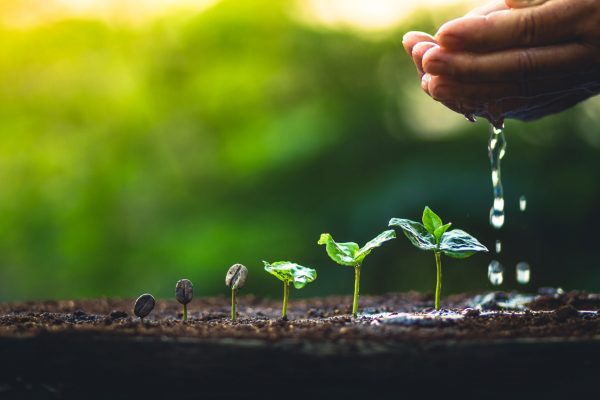 Grow coffee beans Plant coffee tree Hand care and watering the trees Evening light in nature