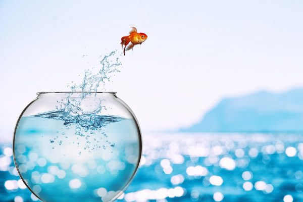 Improvement and progress concept with a goldfish jumping out
